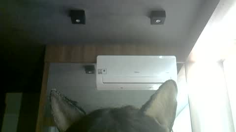 Snapshot of skinnykittencam chatting on 06-28-26, 01:28 skinnykittencam online show from 06-28-26, 01:28