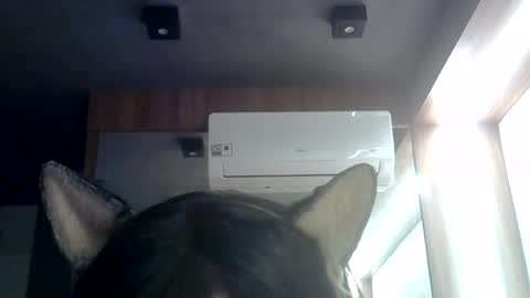 Snapshot of skinnykittencam chatting on 07-03-26, 08:43 skinnykittencam online show from 07-03-26, 08:43