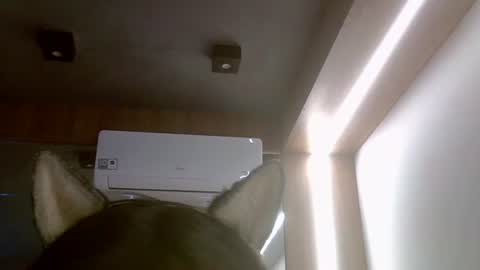 Snapshot of skinnykittencam chatting on 07-16-26, 05:52 skinnykittencam online show from 07-16-26, 05:52