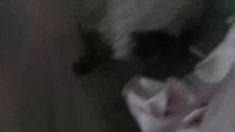 Snapshot of sp1tpuppeh chatting on 05-01-26, 11:20 sp1tpuppeh online show from 05-01-26, 11:20