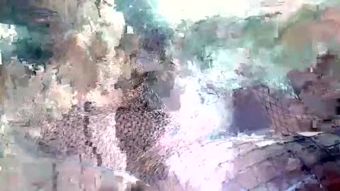 spence6669_tree online show from 11-15-25, 01:51