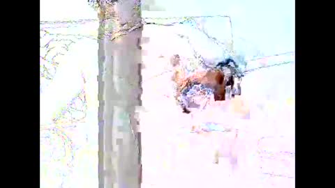 star0806666a online show from 04-19-26, 06:10