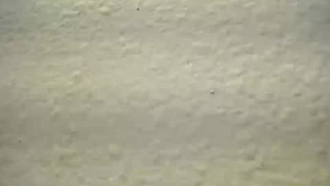 Snapshot of subswichuser00060960 chatting on 10-03-25, 01:52 subswitchuser online show from 10-03-25, 01:52