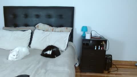 iris online show from 12-14-25, 05:02