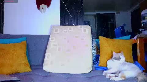 the dog lian online show from 06-28-26, 12:27
