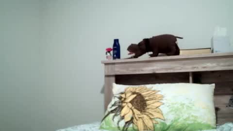 Snapshot of the_sam_ chatting on 02-08-25, 01:54 the_sam_ online show from 02-08-25, 01:54