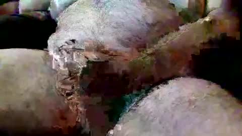 Snapshot of thiccd456 chatting on 07-13-26, 06:55 ThiccD online show from 07-13-26, 06:55