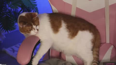 tokyo_n online show from 01-27-25, 01:48