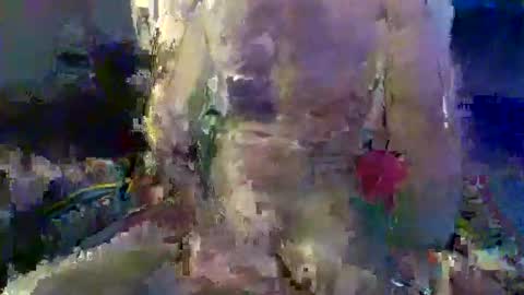 Snapshot of trevorreinson chatting on 11-18-25, 01:37 Trevor Reinson online show from 11-18-25, 01:37