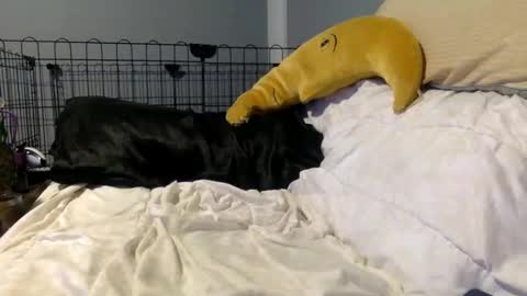 twinkybell online show from 10-27-25, 04:27