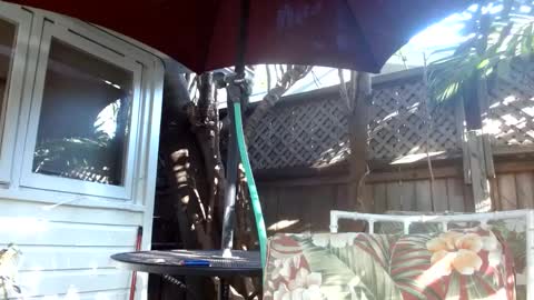 vtcd online show from 02-06-25, 09:28