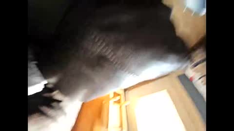 wildman2900 online show from 02-04-25, 04:39