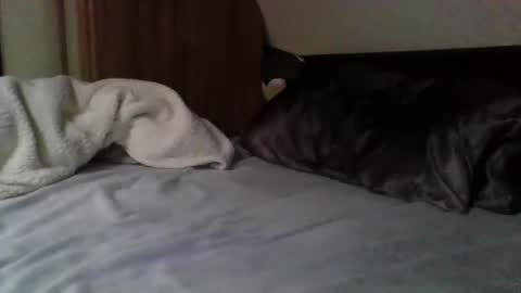 Snapshot of willobey chatting on 02-09-25, 03:56 papa bear online show from 02-09-25, 03:56