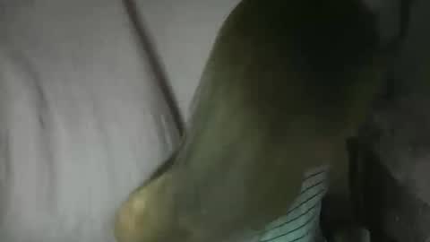 Glenda online show from 02-03-26, 02:11