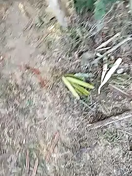 Monster Bigdick online show from 01-12-25, 11:07