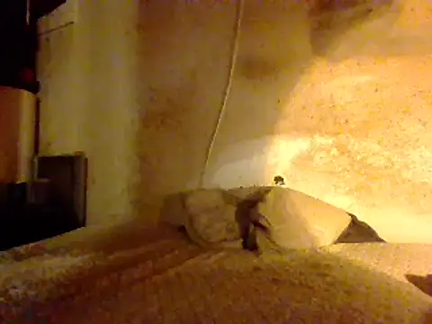 Nightshade7712 online show from 02-27-25, 08:50