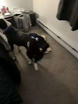 Snapshot of illbDanned chatting on 12-27-24, 02:04 illbDanned online show from 12-27-24, 02:04