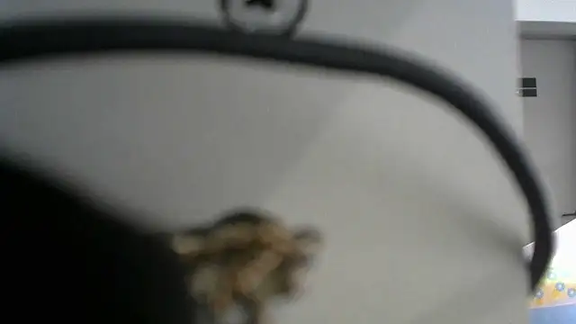 lovense test04 online show from 09-19-25, 02:46