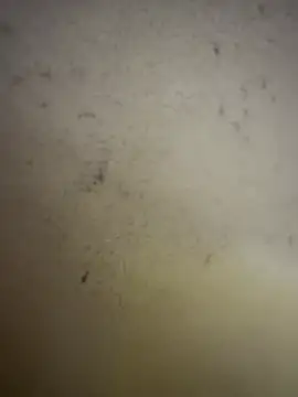 Snapshot of Gladiator_3 chatting on 02-14-26, 11:07 Gladiator 3 online show from 02-14-26, 11:07