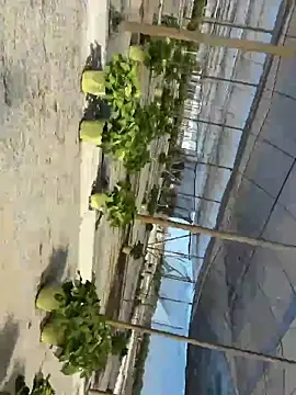 Snapshot of Jose_rz chatting on 05-02-26, 08:03 Jose rz online show from 05-02-26, 08:03