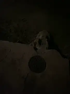 nowex18 online show from 03-06-25, 06:52