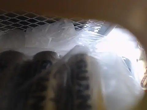 Lovensetest online show from 10-11-25, 06:45