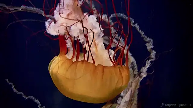 streamy test11 online show from 12-05-24, 08:22