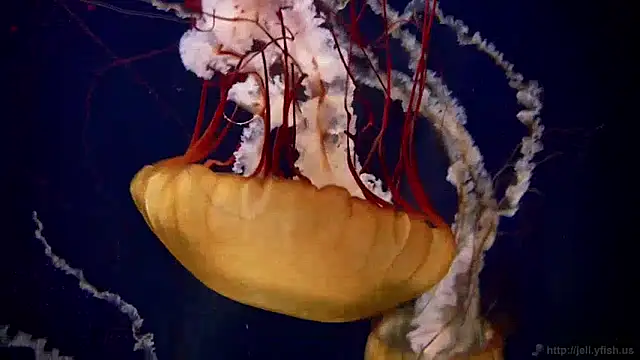 streamy test11 online show from 12-09-24, 08:11