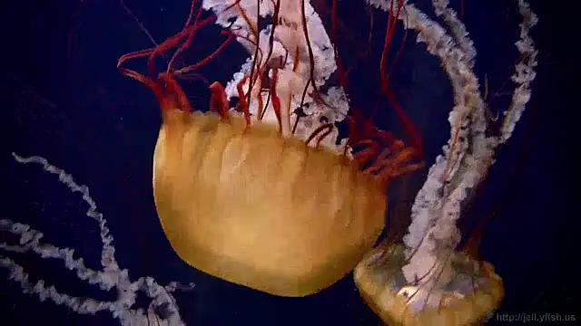 streamy test11 online show from 12-12-24, 08:14