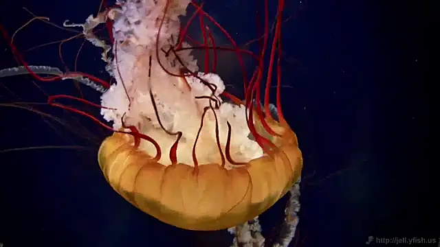 streamy test11 online show from 12-17-24, 08:23