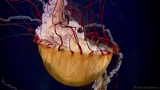 streamy test11 online show from 12-24-24, 03:37