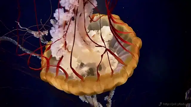 streamy test11 online show from 01-14-25, 08:20