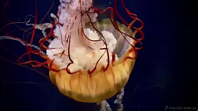 streamy test11 online show from 01-15-25, 08:09