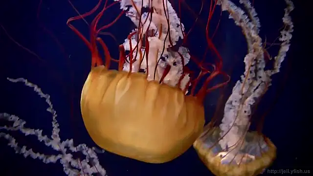 streamy test11 online show from 02-03-25, 08:13