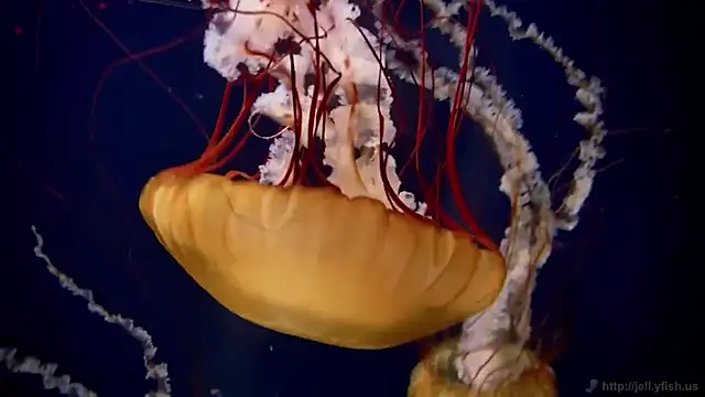 streamy test11 online show from 02-10-25, 08:09