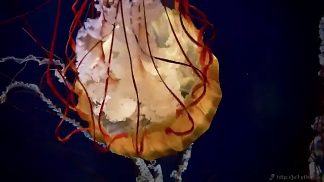 streamy test11 online show from 03-13-25, 08:37