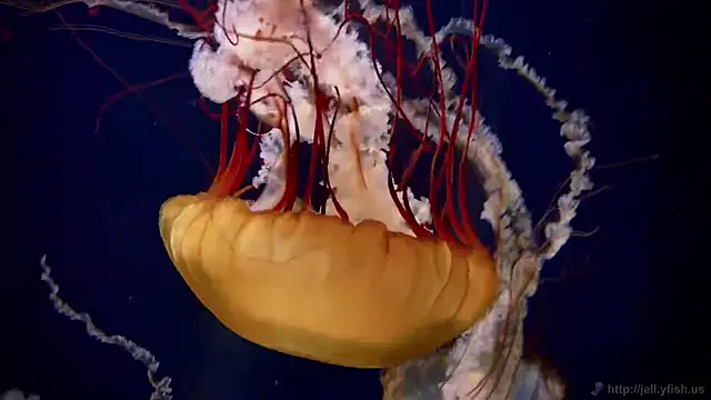 streamy test11 online show from 09-29-25, 01:38