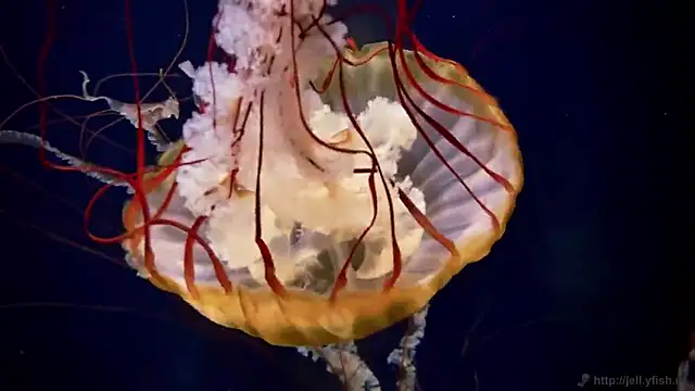 streamy test11 online show from 10-06-25, 12:57