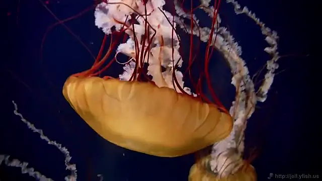 streamy test11 online show from 11-26-25, 05:03