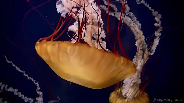 streamy test11 online show from 02-19-26, 05:09