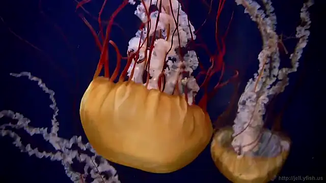 streamy test11 online show from 03-24-26, 02:55