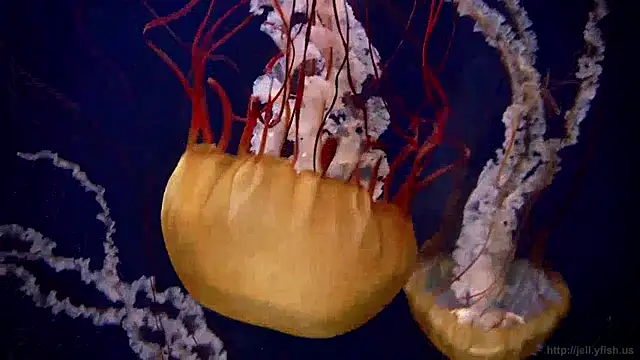 streamy test11 online show from 04-03-26, 12:25