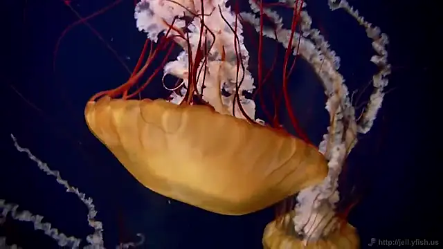 Snapshot of streamy_test12 chatting on 11-07-25, 12:27 streamy test12 online show from 11-07-25, 12:27