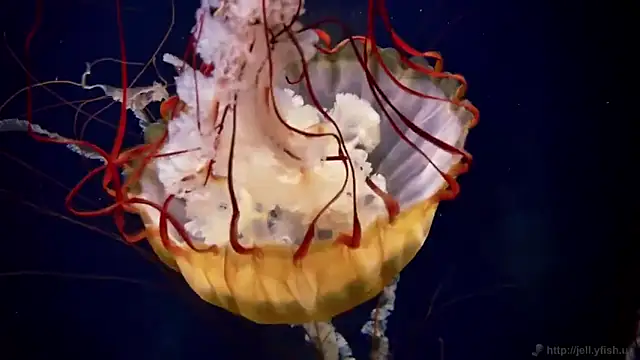 Snapshot of streamy_test12 chatting on 11-12-25, 01:44 streamy test12 online show from 11-12-25, 01:44