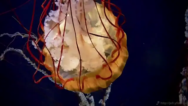 Snapshot of streamy_test12 chatting on 11-24-25, 12:27 streamy test12 online show from 11-24-25, 12:27