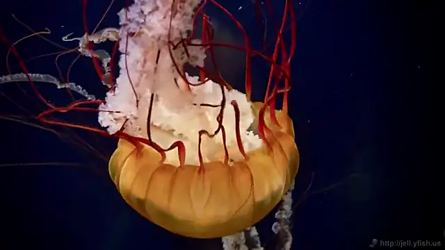 Snapshot of streamy_test12 chatting on 12-03-25, 02:48 streamy test12 online show from 12-03-25, 02:48