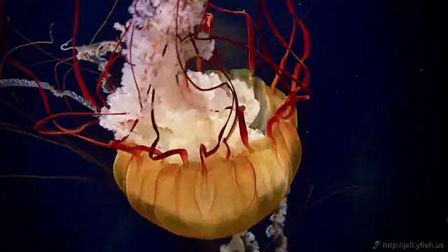 Snapshot of streamy_test12 chatting on 01-16-26, 06:12 streamy test12 online show from 01-16-26, 06:12