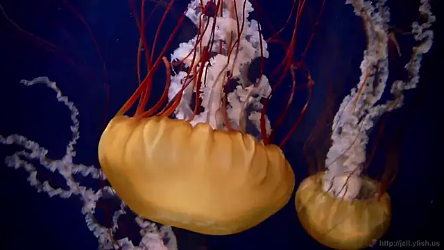 Snapshot of streamy_test12 chatting on 02-02-26, 08:13 streamy test12 online show from 02-02-26, 08:13