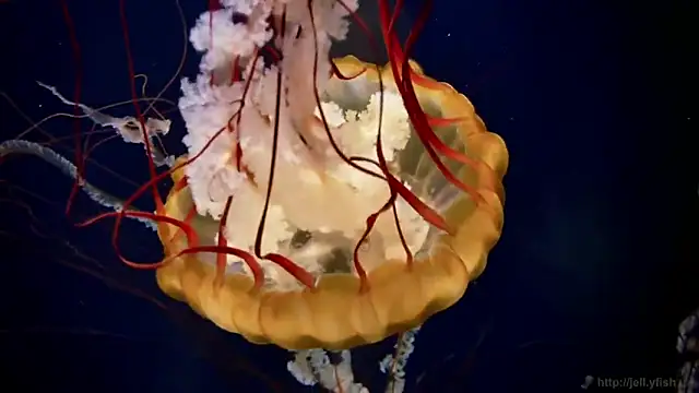 Snapshot of streamy_test12 chatting on 03-05-26, 09:16 streamy test12 online show from 03-05-26, 09:16