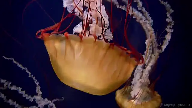 Snapshot of streamy_test13 chatting on 12-03-24, 09:55 streamy test13 online show from 12-03-24, 09:55